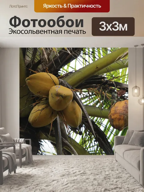 Фотообои Кокосовая пальма