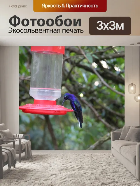 Фотообои Коста-Рика Колибри