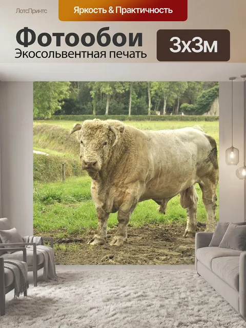 Фотообои Франция