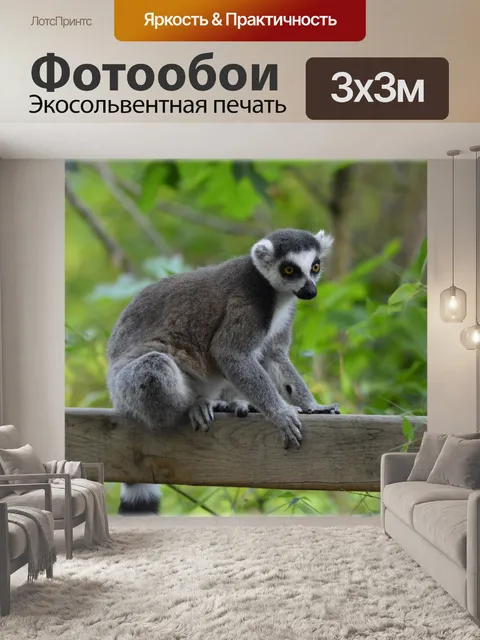 Фотообои Кошачий лемур 1