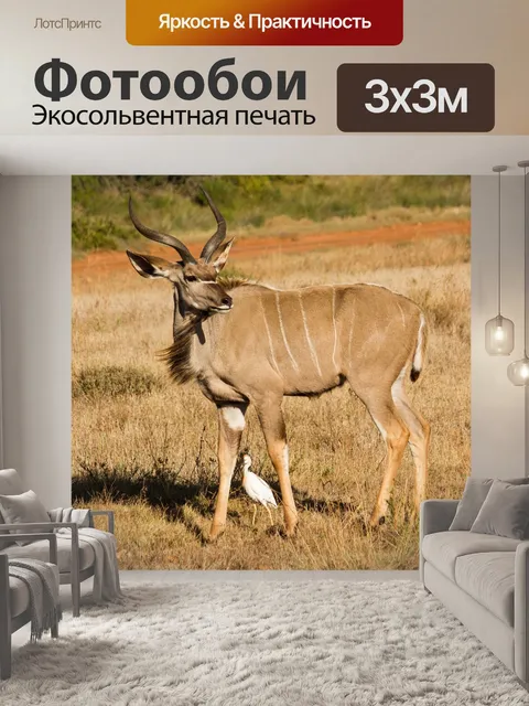 Фотообои Куду