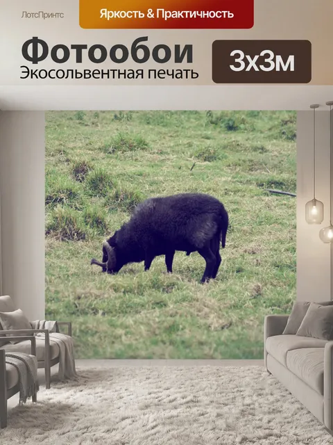 Фотообои Черный баран