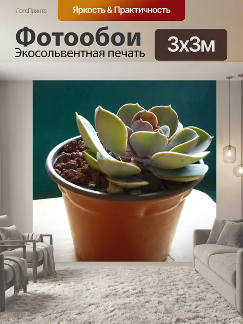 Фотообои Эхеверия пыльная роза