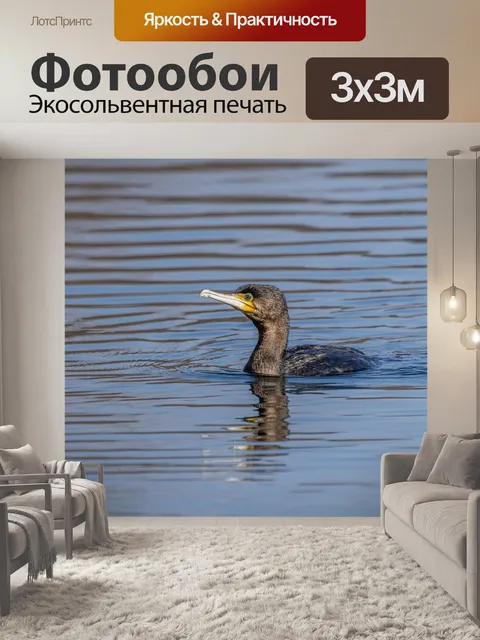 Фотообои Bird