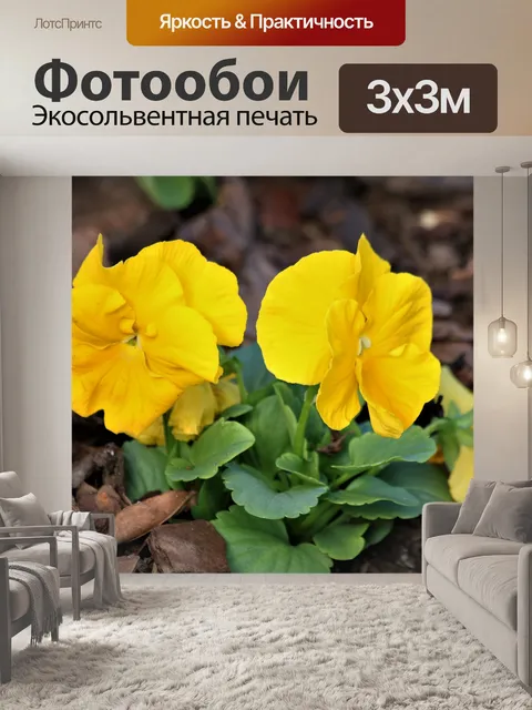 Фотообои Два желтых анютины глазки крупным планом