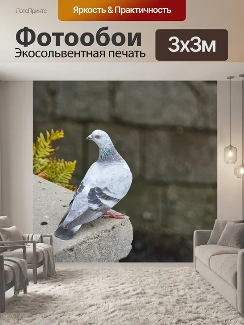 Фотообои Pigeon городов