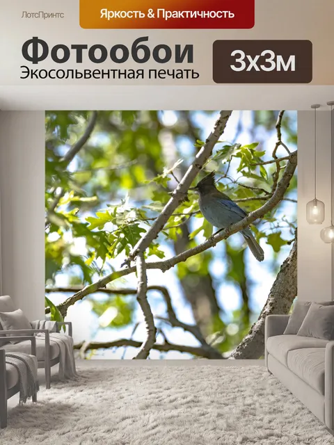 Фотообои Голубая сойка