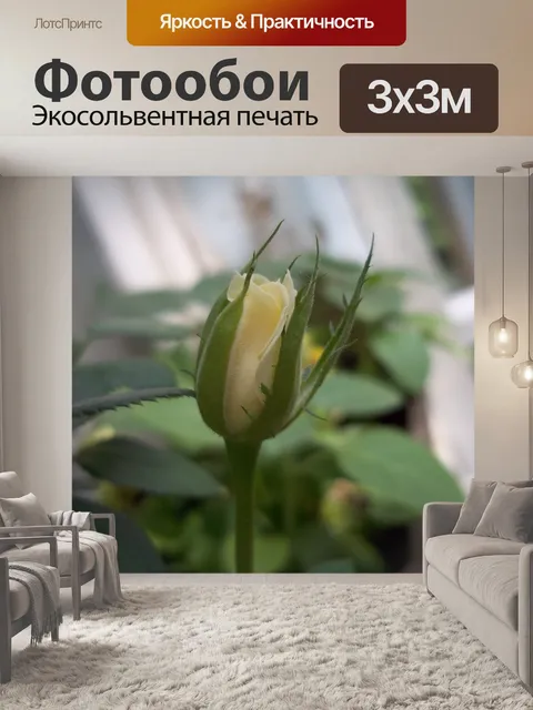 Фотообои White Rose