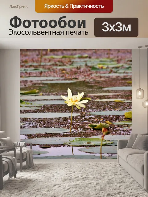 Фотообои Одинокая водная лилия
