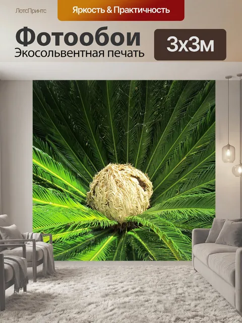 Фотообои Пальма