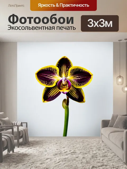 Фотообои орхидея с черными и желтыми лепестками, выделяющаяся на белом фоне