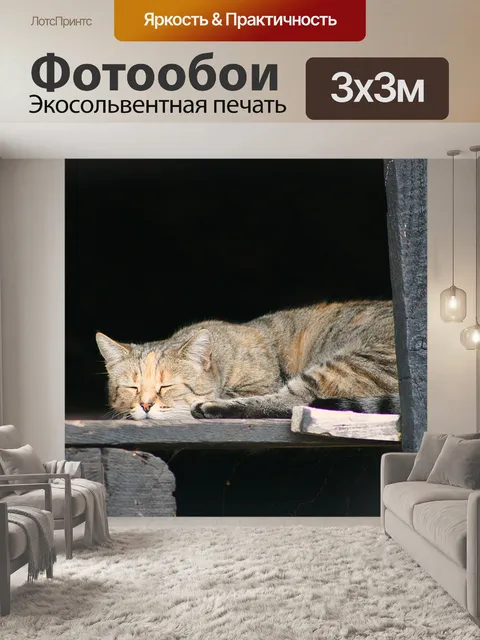 Фотообои Кот