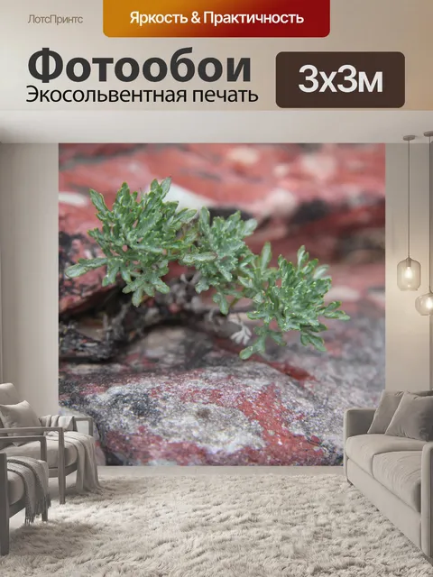 Фотообои Небольшой завод Red Rock Canyon