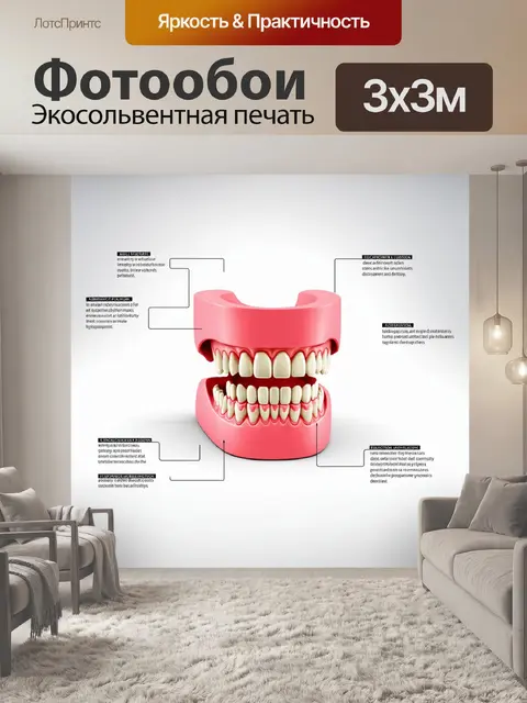 Фотообои на чистом белом фоне изображена модель человеческой челюсти с краткими описаниями различных зубов и их функций