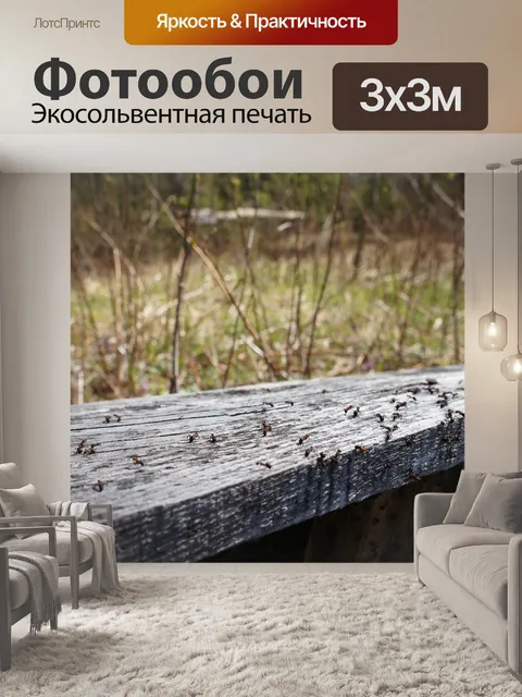 Фотообои Муравьи