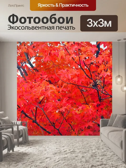 Фотообои Клен листья деревьев осенью