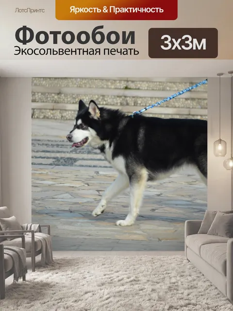 Фотообои Сибирский хаски
