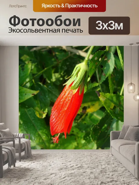 Фотообои Висячий спящий гибискус