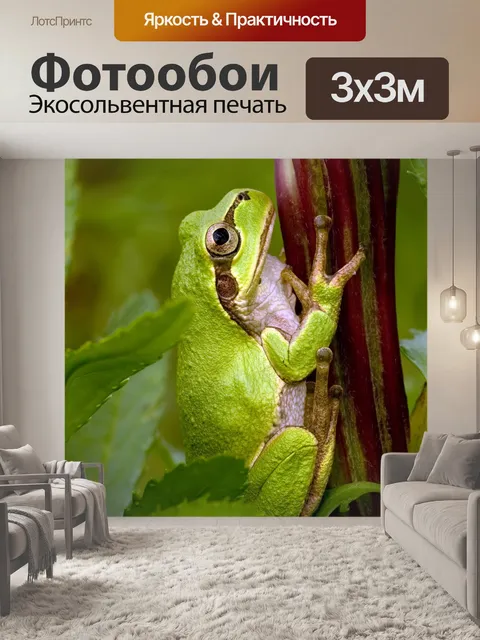 Фотообои Древесная лягушка