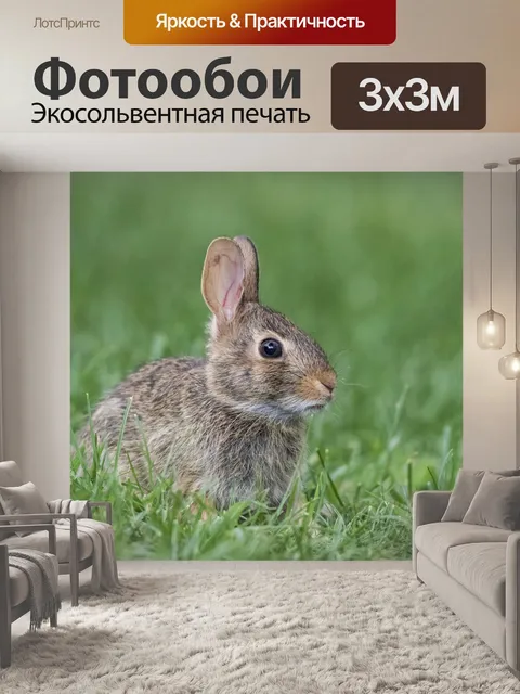 Фотообои Кролик