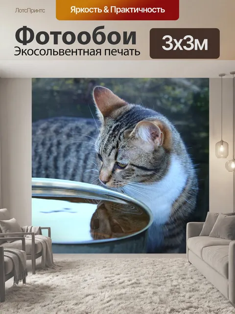 Фотообои Кот