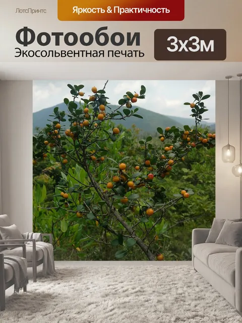 Фотообои Фрукты