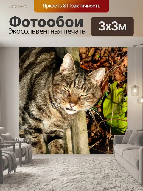 Фотообои Кошка
