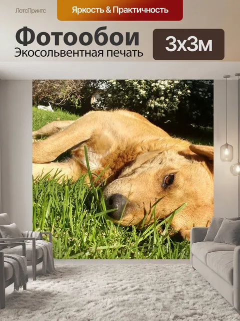 Фотообои Собака