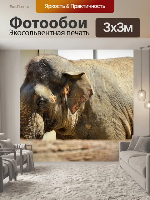 Фотообои Слон