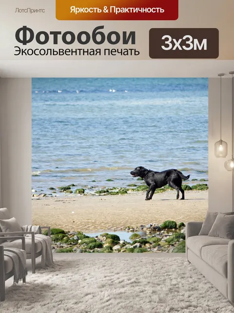 Фотообои Собака на пляже