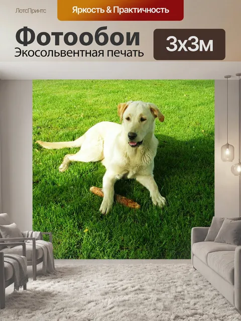 Фотообои Лабрадор