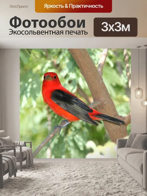 Фотообои Алый Танагер