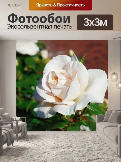 Фотообои Роза