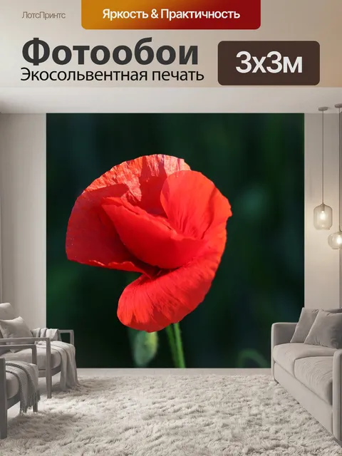 Фотообои Один красный мак