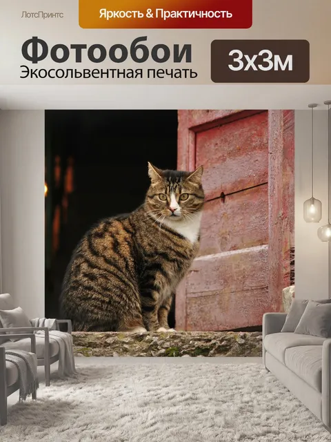 Фотообои Кот