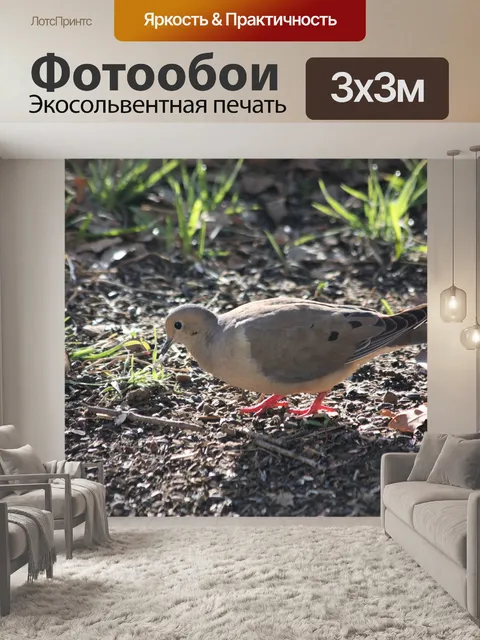 Фотообои Траур Дов на рассвете