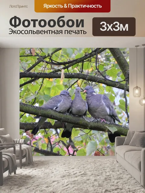 Фотообои Вяхирь