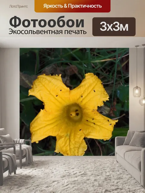 Фотообои комары на желтом цветке тыквы