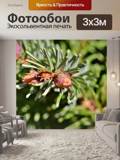 Фотообои Еловая ветка