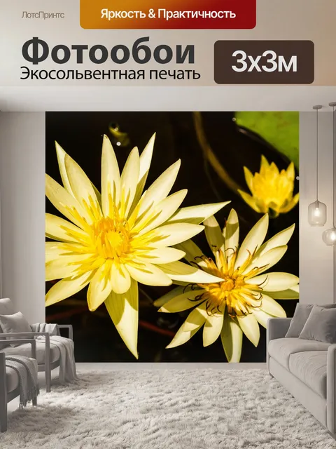 Фотообои Красивый цветок лотоса кувшинки