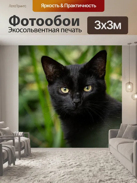 Фотообои Кошка