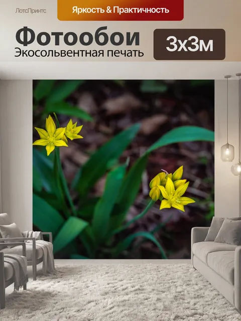 Фотообои Гусиных луков желтая