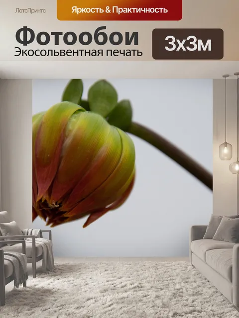 Фотообои Георгин, цветок, крупным планом
