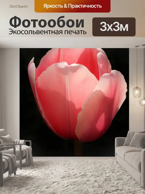 Фотообои Розовый тюльпан на черном крупным планом