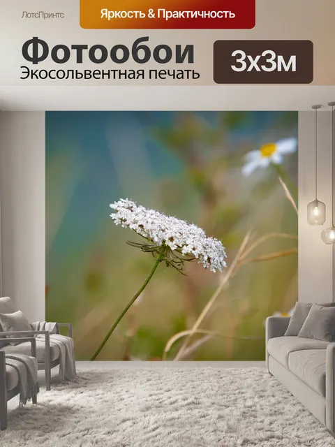 Фотообои Дикая морковь, Daucus carota, растение