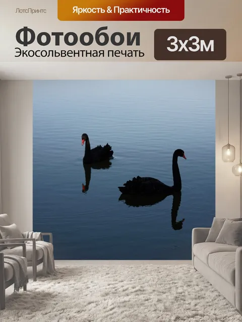 Фотообои Черный лебедь