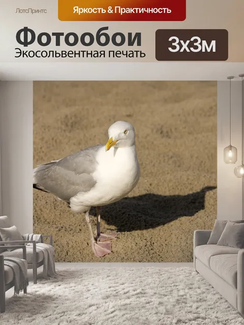 Фотообои Чайка
