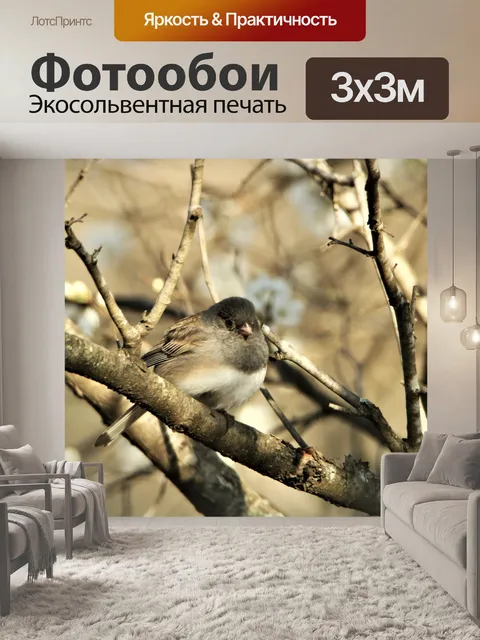 Фотообои Темноглазый Junco in Tree весной
