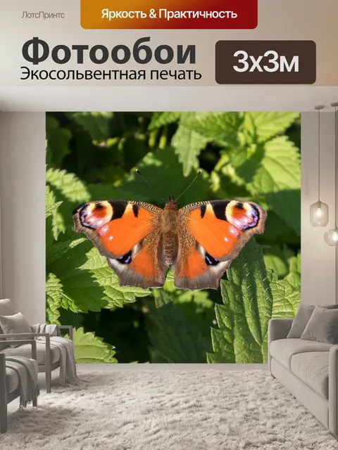 Фотообои Павлиний глаз
