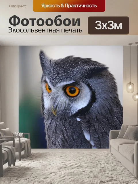 Фотообои Сова
